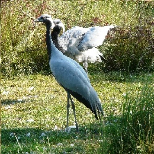 Demoiselle Cranes