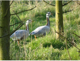 Barheaded Geese