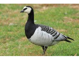 Barnacle Geese