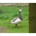 Silver Barnacle Geese