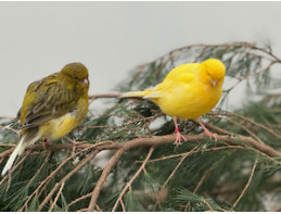 Exhibition Border Canaries