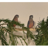 Bourkes Parakeets