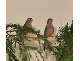 Bourkes Parakeets