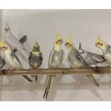 Cockatiels