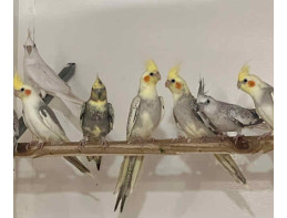 Cockatiels