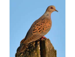 European Turtle Doves