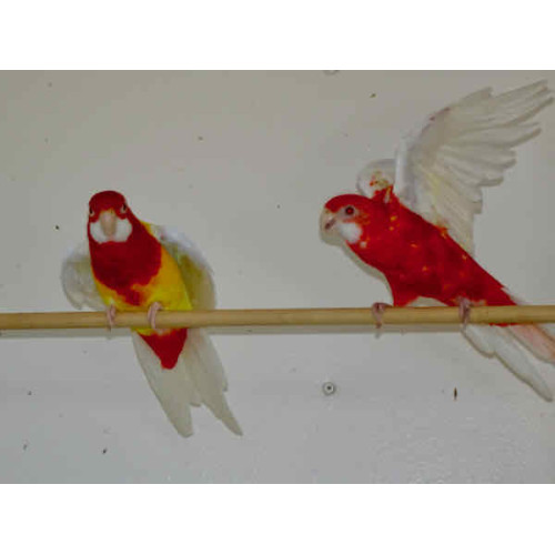 Rubino Golden Mantled Rosellas