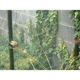 Bearded Reedlings