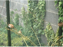 Bearded Reedlings