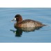 Lesser Scaup