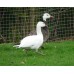 Blue Phase Lesser Snow Geese