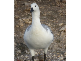 Greater Magellan Geese