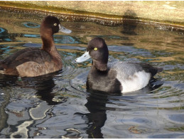 Lesser Scaup